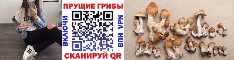 цены площадка Telegram Галлюциногенные грибы Magic Shrooms Александровское
